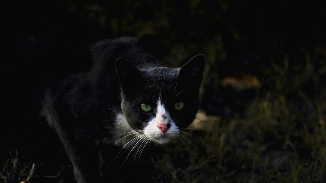 What's the Secret Behind Your Cat's Amazing Night Vision?