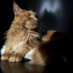 Cats Born Under a Lion Sign Are Natural-Born Leaders (Even in Your Home)