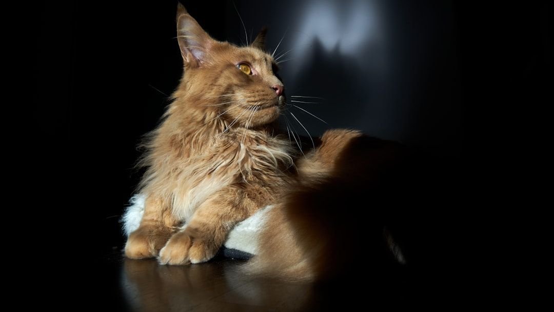 Cats Born Under a Lion Sign Are Natural-Born Leaders (Even in Your Home)