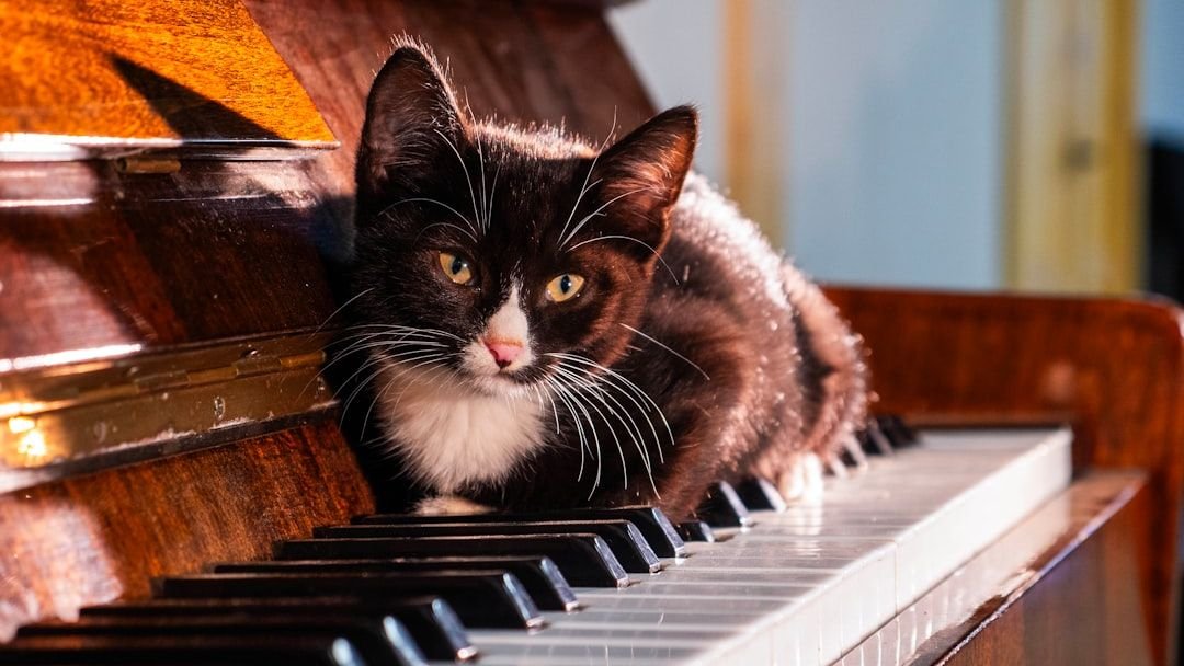 Cats Really Do Judge Your Taste in Music, And Here's What They Prefer