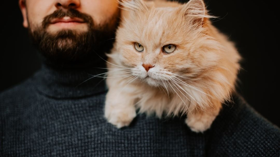 Cats Born Under a Capricorn Sign Are the Most Loyal Companions
