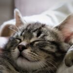 Do Cats Dream of You? Unraveling Their Mysterious Sleep Habits