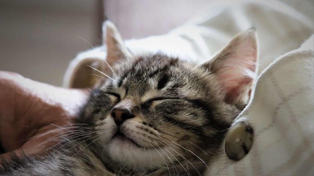 Do Cats Dream of You? Unraveling Their Mysterious Sleep Habits