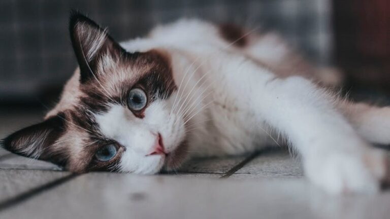 8 Unsung Heroes: Cat Breeds That Excel at Being Your Shadow