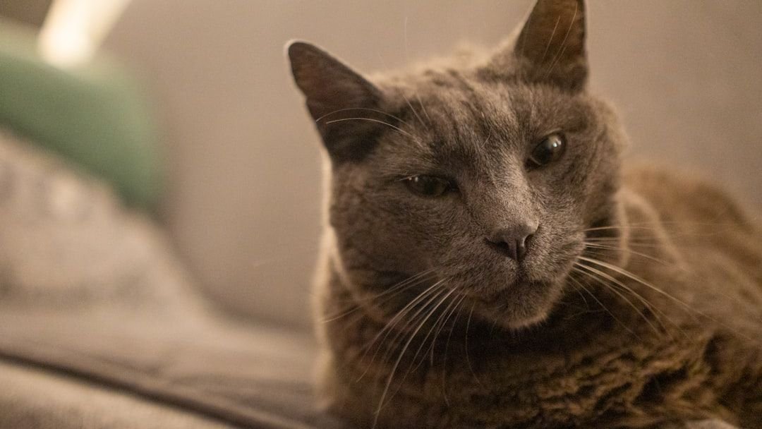 Stop Believing These 5 Myths About Senior Cat Behavior