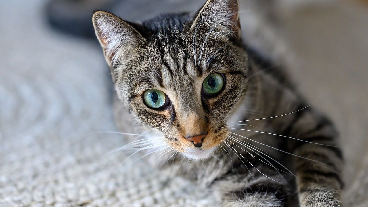 9 Common Cat Behaviors That Prove They're Always Watching Out for You