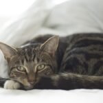 Your Cat's Favorite Spot Isn't Just for Naps, It's Strategic