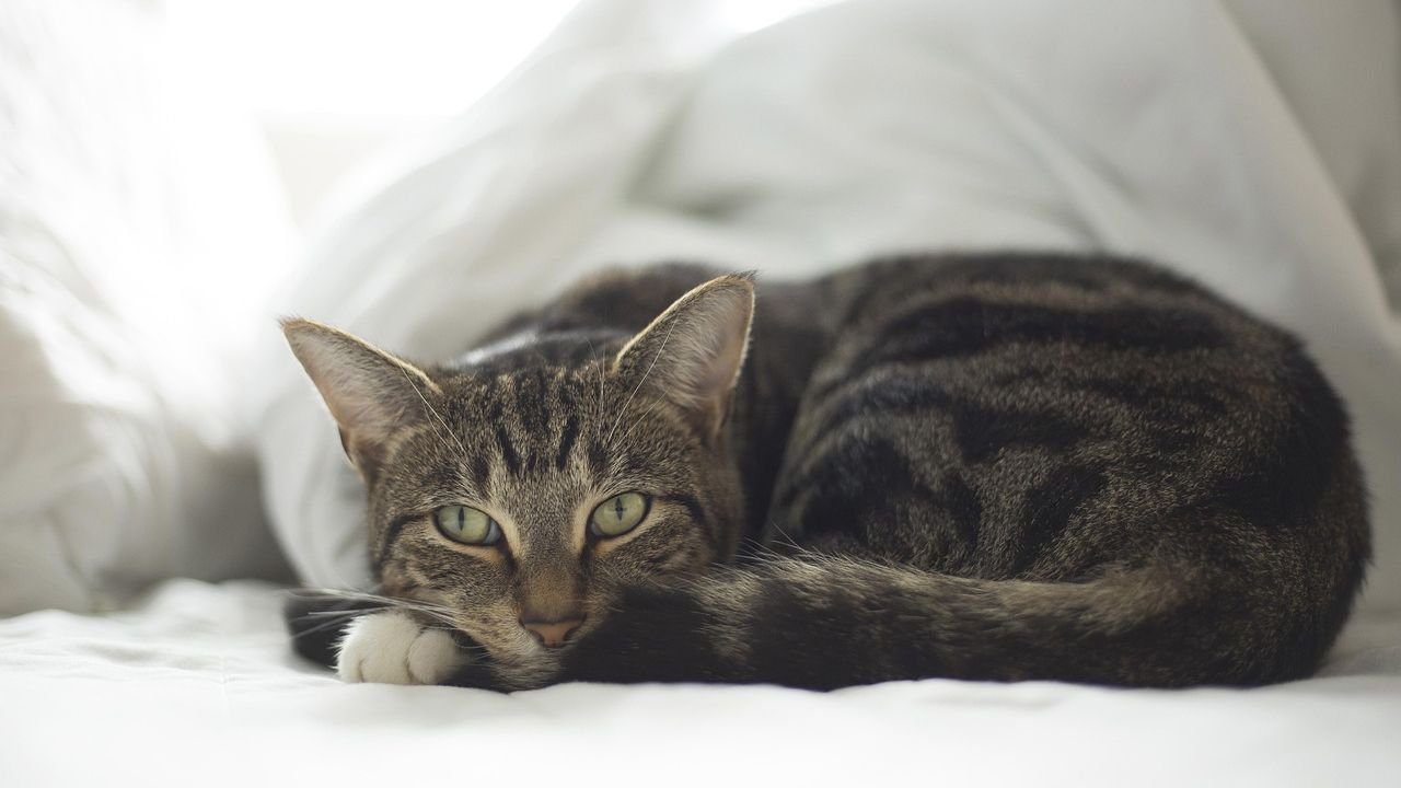 Your Cat's Favorite Spot Isn't Just for Naps, It's Strategic