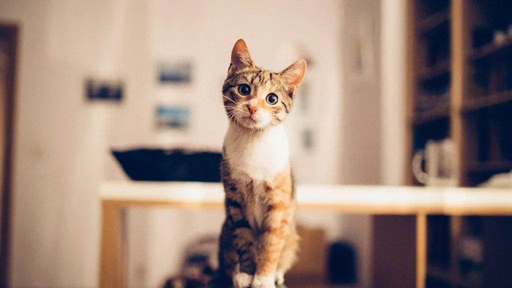 Cats Don't Just Live With You, They Curate Your Home Environment