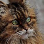 9 Cat Breeds Fire Signs Thrive With and 6 That Escalate Conflict
