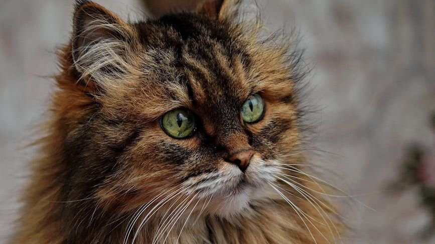 9 Cat Breeds Fire Signs Thrive With and 6 That Escalate Conflict