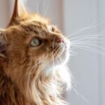 10 Cat Breeds Virgos Should Avoid if They Value Calm and Clean Spaces