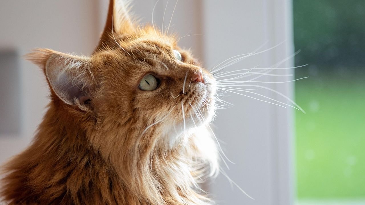 10 Cat Breeds Virgos Should Avoid if They Value Calm and Clean Spaces