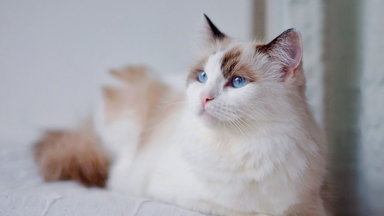 8 Cat Breeds That Are Easy for First Time Owners and 5 That Are Not