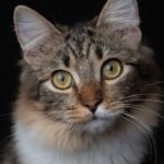 9 Clever Ways Cats Fool You Into Thinking They're Independent