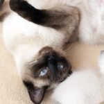 8 Cat Breeds Nearly Impossible To Housebreak