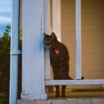 7 Ways Your Cat Secretly Guards Your Home (Even While Napping)