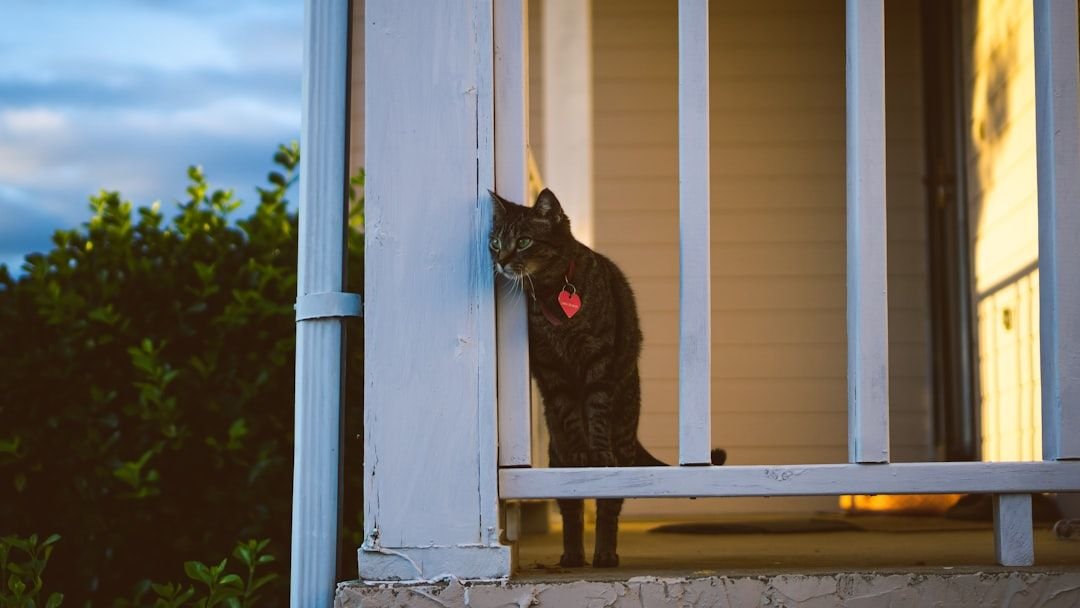 7 Ways Your Cat Secretly Guards Your Home (Even While Napping)