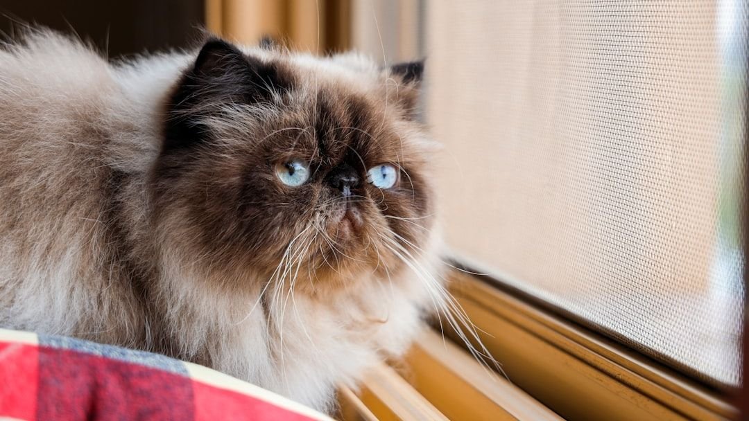10 Cat Breeds Groomers Secretly Dread Because Their Coats Turn Into Nightmares Overnight