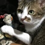 Why Does Your Cat Knock Things Off Tables (The Instinct That Drives This Mischief)