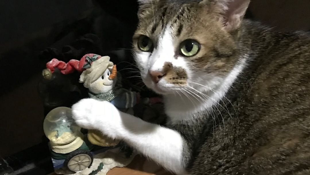 Why Does Your Cat Knock Things Off Tables (The Instinct That Drives This Mischief)