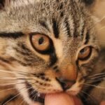 Why Does Your Cat Bite You Gently? (The Confusing Love Signal Most Owners Misread)