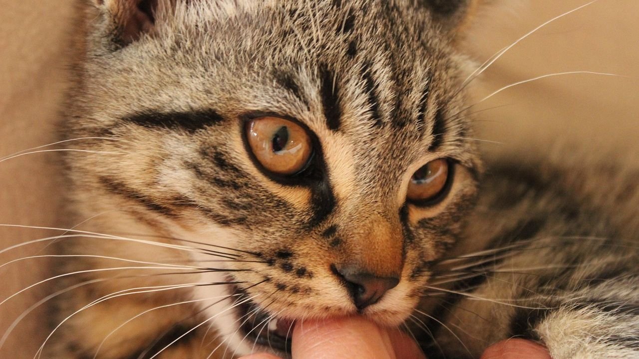 Why Does Your Cat Bite You Gently? (The Confusing Love Signal Most Owners Misread)