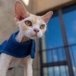 10 Cat Breeds Behaviorists Claim Are Too Stubborn for Stress-Free Indoor Living