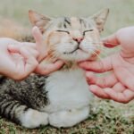 10 Subtle Signs Your Cat Is Secretly Asking You for Attention