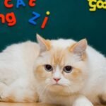 Cats Truly Understand More Human Words Than You'd Imagine