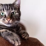 Cats Are Masters at Communicating Their Comfort Levels to You