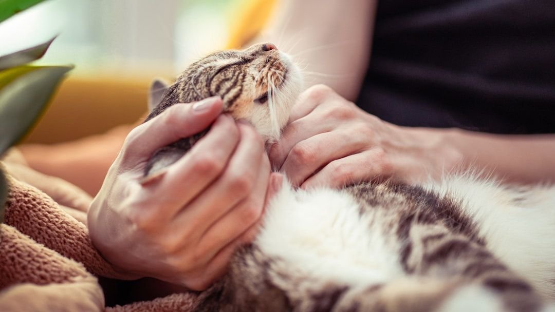 7 Everyday Habits That Make Your Cat Feel Truly Loved and Secure