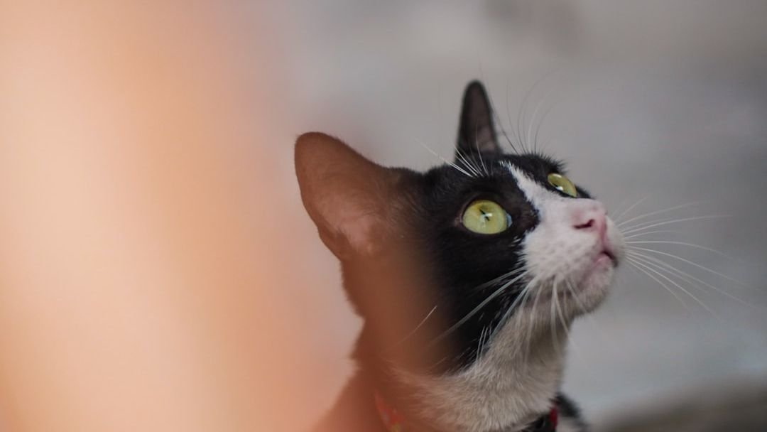 Why Do Cats Always Seem to Know When You're About to Leave Home?