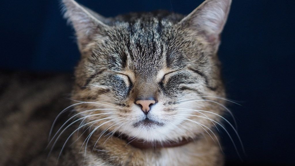What Does It Really Mean When Your Cat Blinks Slowly at You?