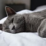 Why Do Some Cats Prefer to Sleep at the Foot of Your Bed?