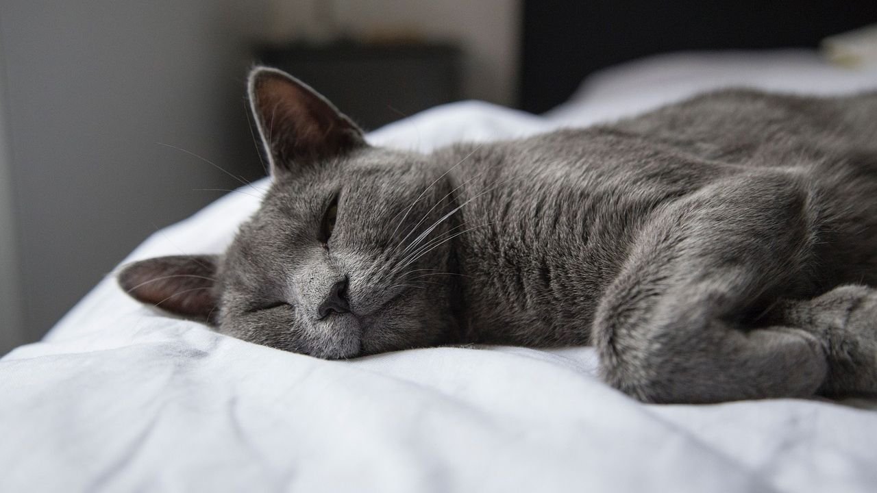 Why Do Some Cats Prefer to Sleep at the Foot of Your Bed?
