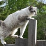 What's the Secret Behind Your Cat's Incredible Sense of Balance?