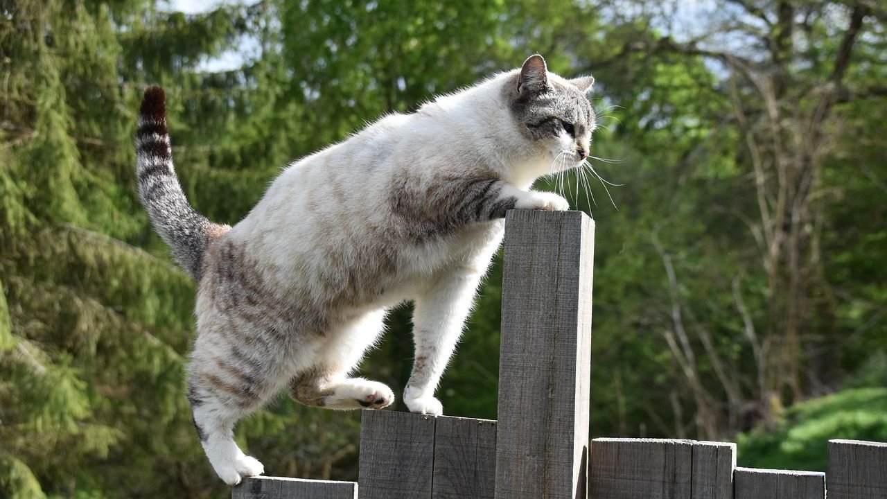 What's the Secret Behind Your Cat's Incredible Sense of Balance?