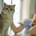Cats Don't Just Hear, They Sense Your Intentions: A Deep Dive
