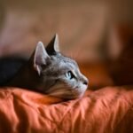 10 Surprising Things That Make Your Cat Instantly Feel Safe and Loved