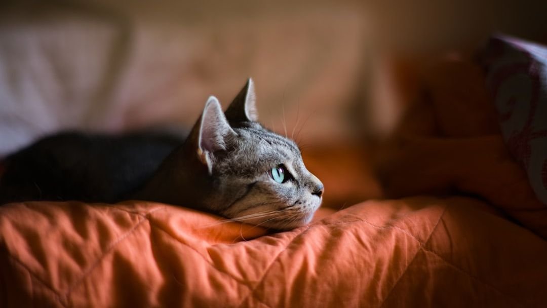 10 Surprising Things That Make Your Cat Instantly Feel Safe and Loved