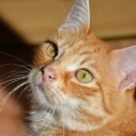 Cats Understand Your Words, Even When They Pretend Not To