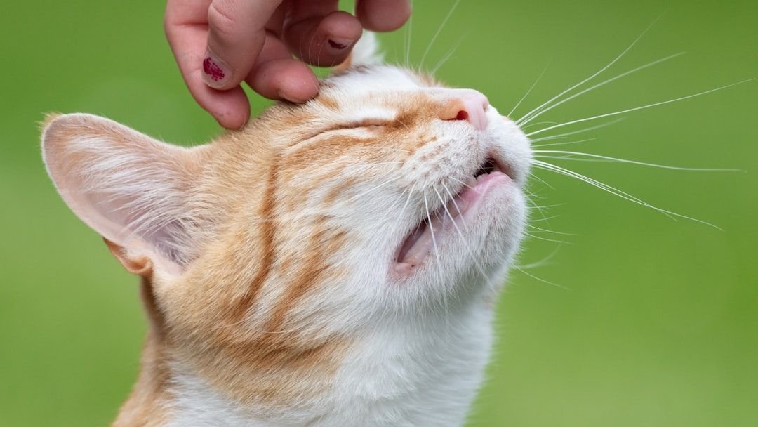 The Mysterious Power of Your Cat's Purr: It Heals More Than You Think