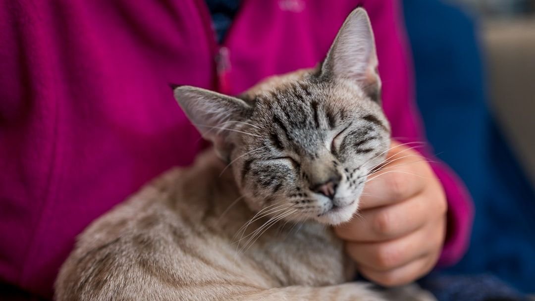 10 Little Gestures That Tell Your Cat You're Their Favorite Human