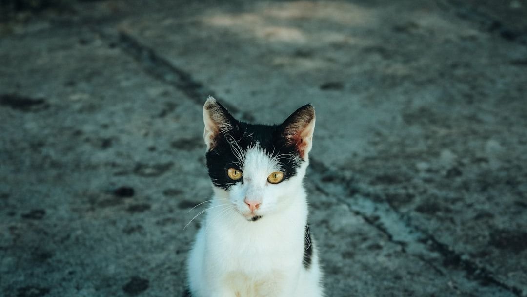 Your Cat Has a Sixth Sense: They Know When Change Is Coming