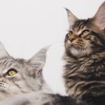 9 Breeds That Offer Unconditional Love (And 3 That Play Hard to Get)