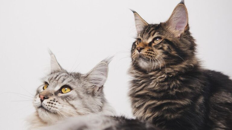 9 Breeds That Offer Unconditional Love (And 3 That Play Hard to Get)