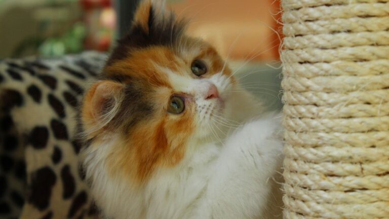 10 Things Cat Owners Don't Realize Their Feline Friends Secretly Crave