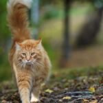 Your Cat's Tail Is a Mood Ring: Here's How to Read Its Every Flicker