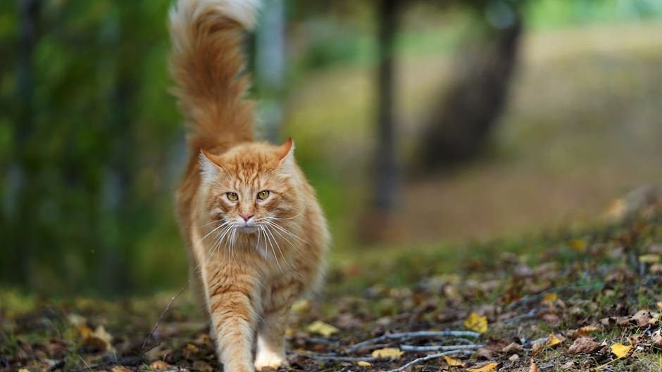 Your Cat's Tail Is a Mood Ring: Here's How to Read Its Every Flicker